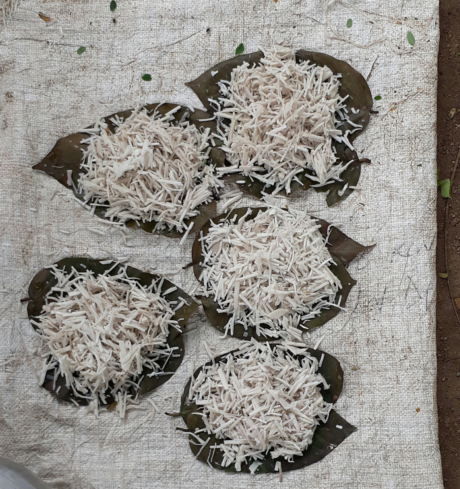 bamboo-shoot, A tribal food of Odisha