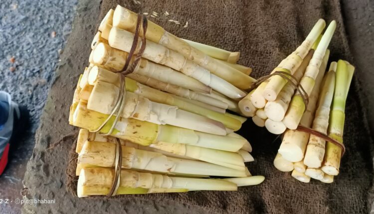 bamboo-shoot, A tribal food of Odisha