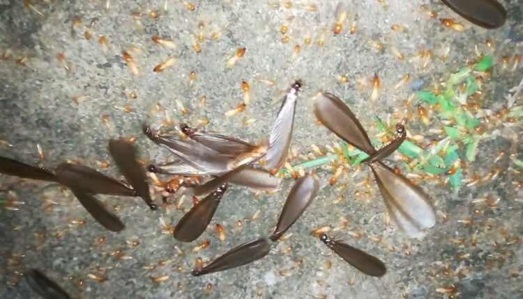 Kalei Poka , The Tribal Food Of Kendujhar Dist