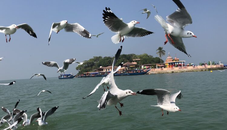 kalijai-temple-the-beauty-of-chilika